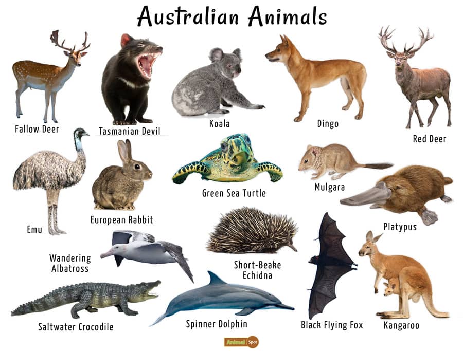 animals from australia