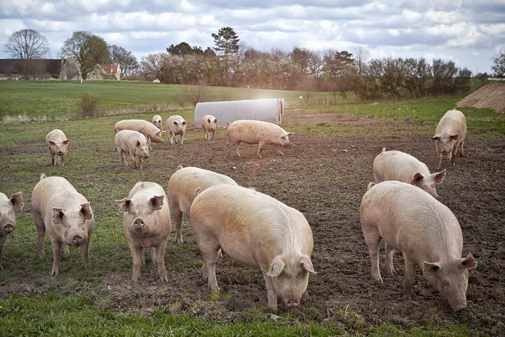 animals in the farm