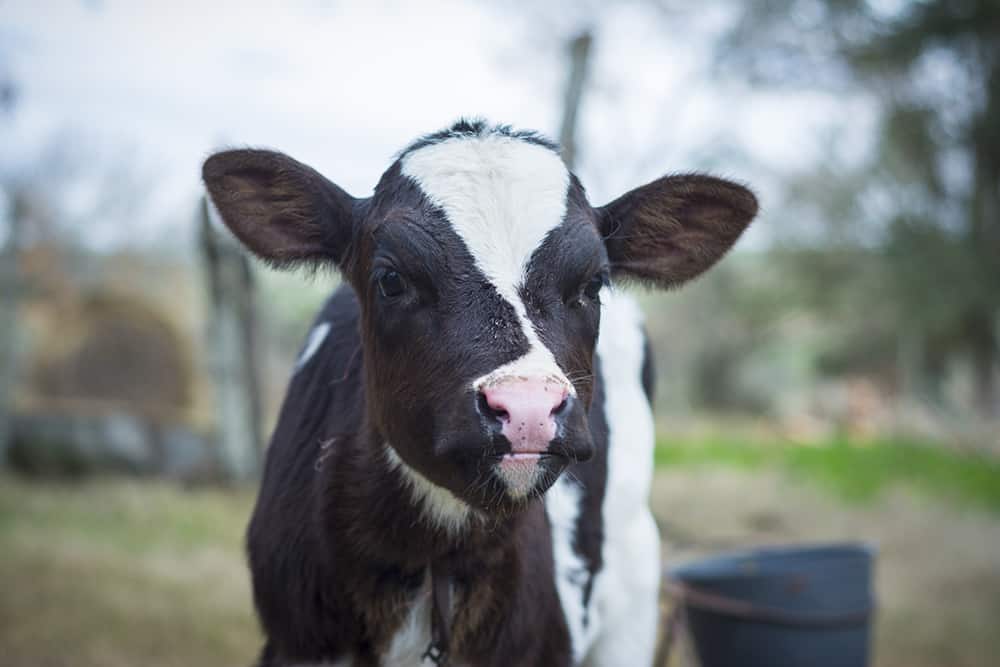 animals on a farm