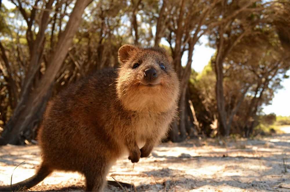 animals only found in australia