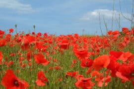 anzac day and poppies