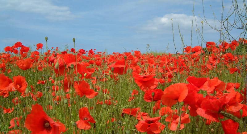 anzac day and poppies