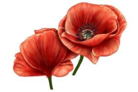 anzac poppy