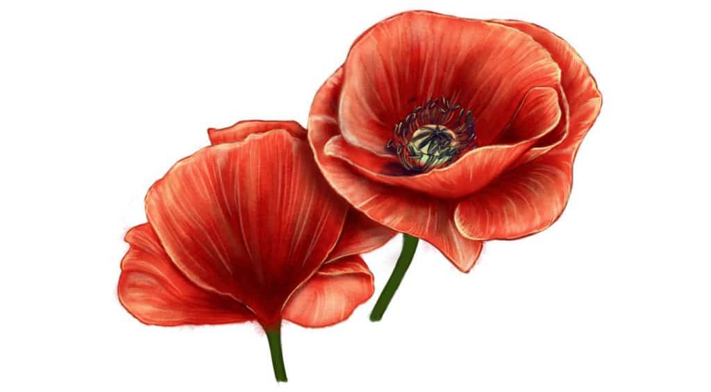 anzac poppy