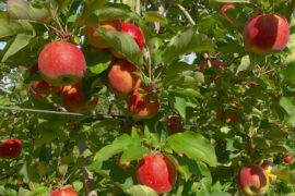 apple picking in sydney