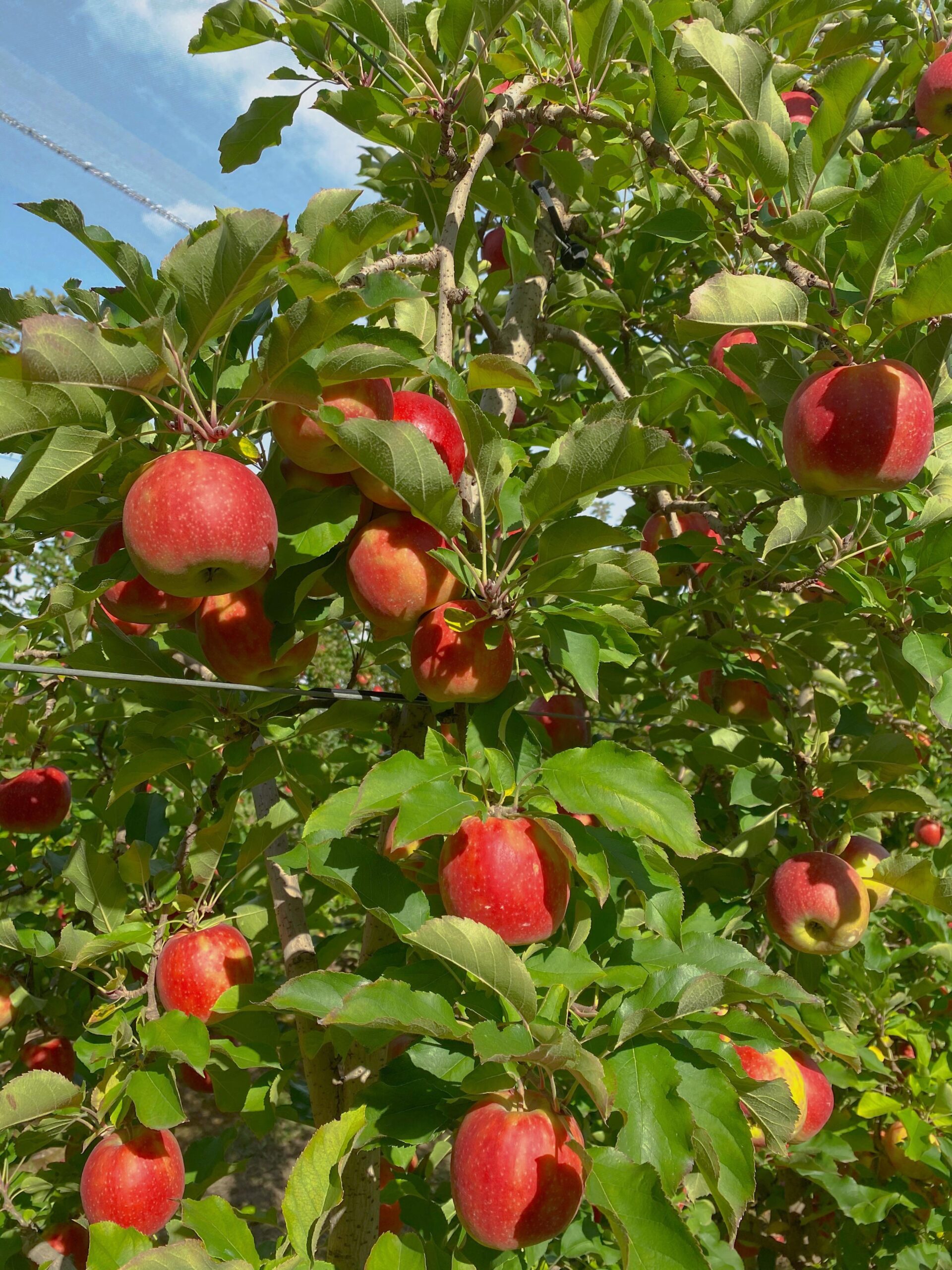 apple picking in sydney