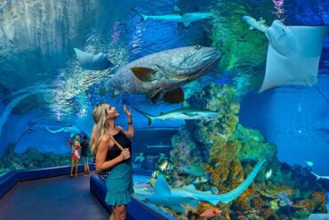 aquarium cairns australia