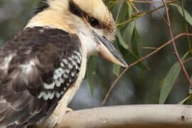 aussie bird