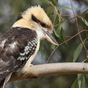 aussie bird