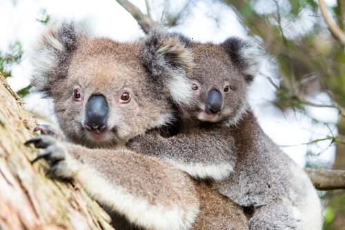 australasian animals