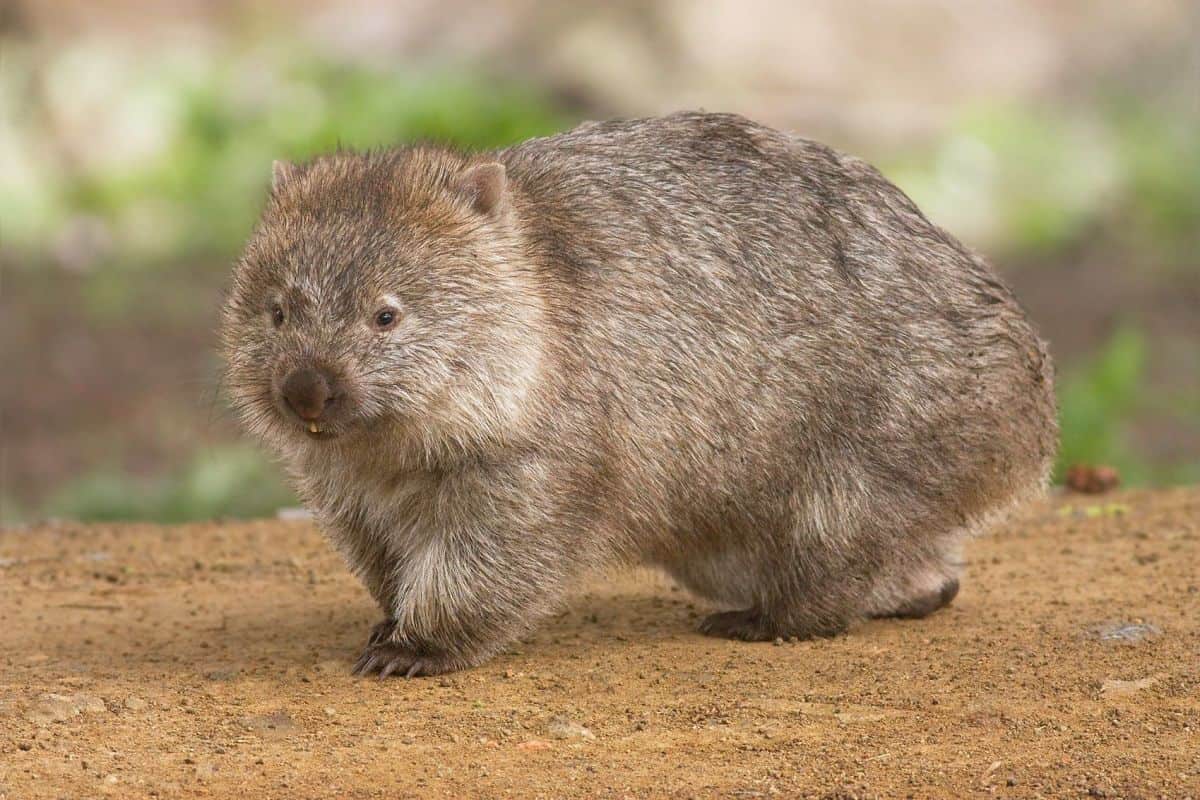 australia animals native