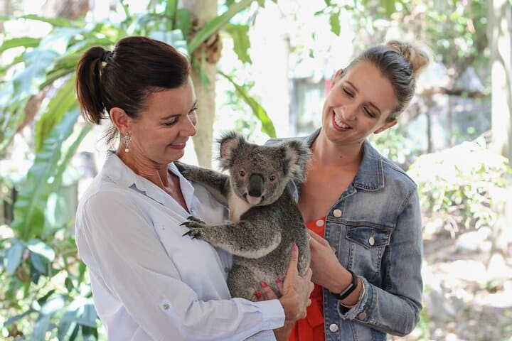 australia koala sanctuary