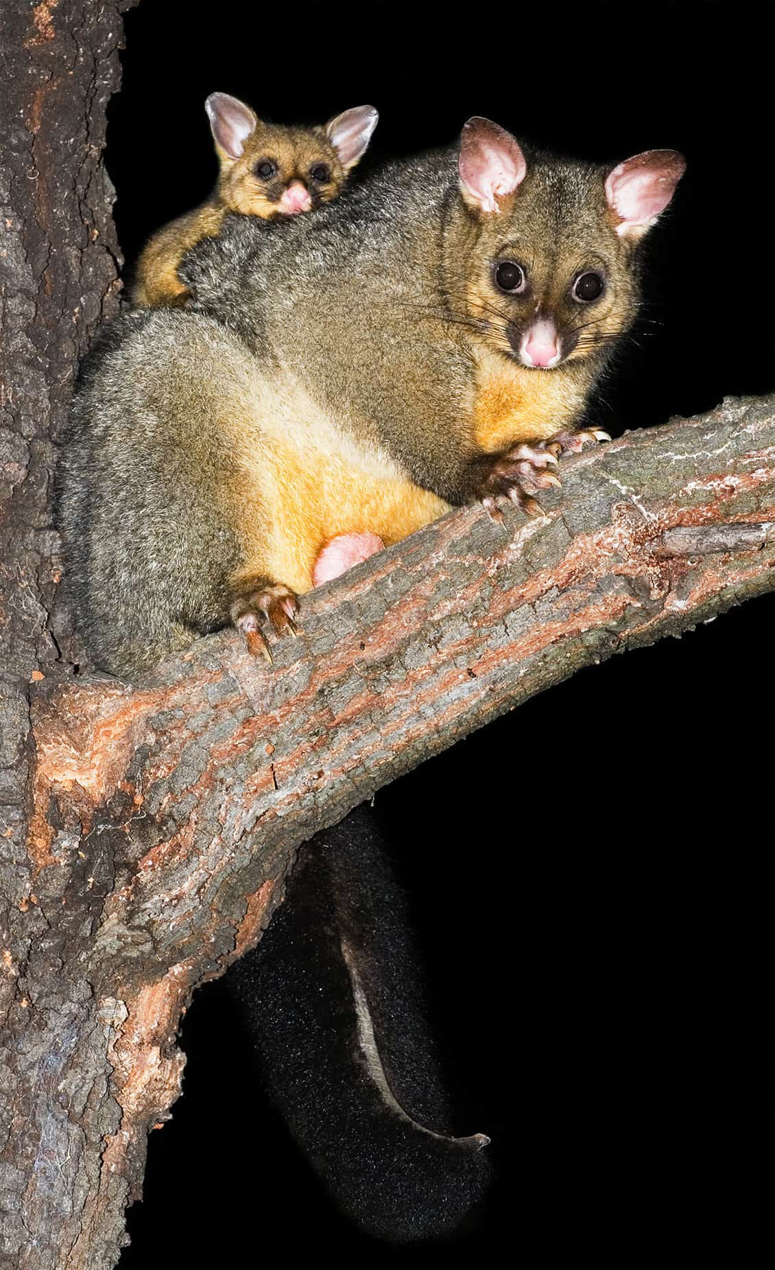 australia possums