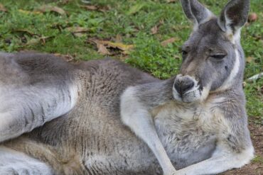 australia zoos