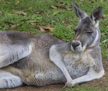 australia zoos