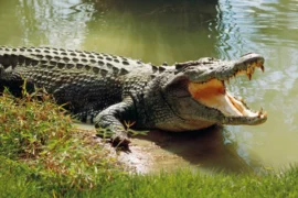 australian crocodile