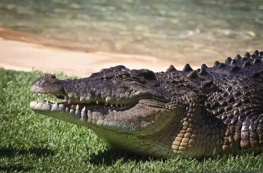 australian crocodiles