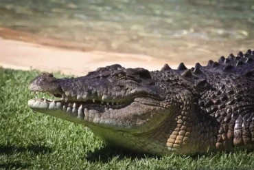 australian saltwater crocodile