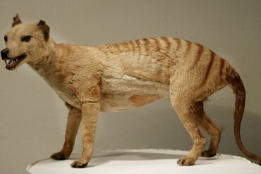 australian tasmanian tiger