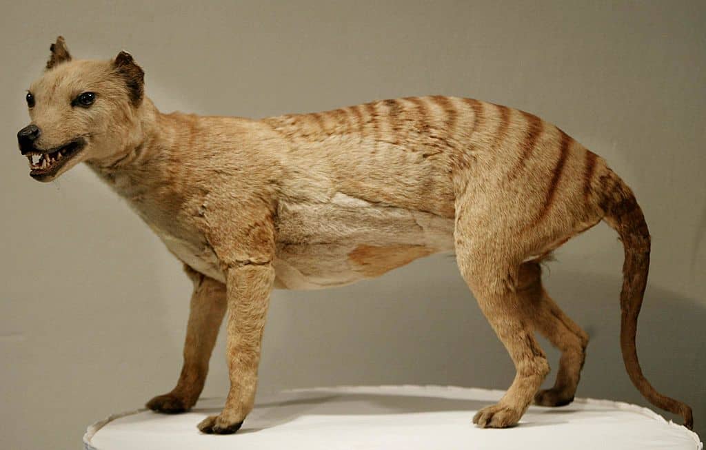 australian tasmanian tiger