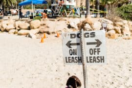 beach dog near me