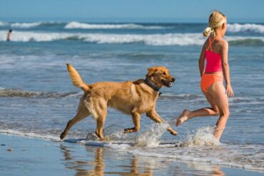 beach for dog