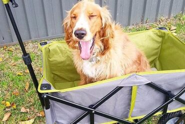 beach trolley kmart