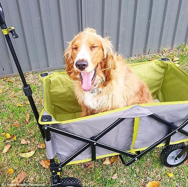 beach trolley kmart