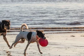 beaches for dogs near me