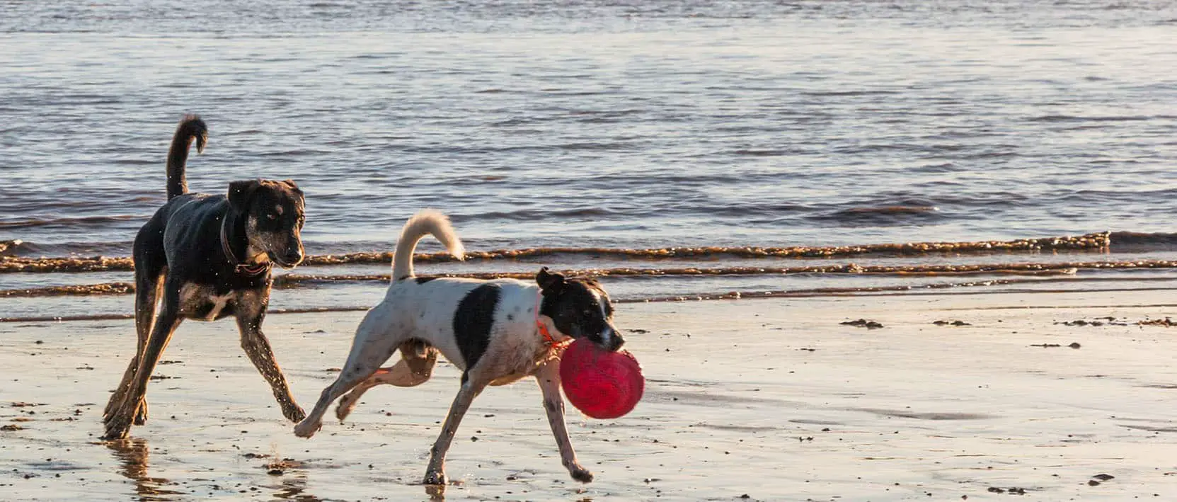 beaches for dogs near me