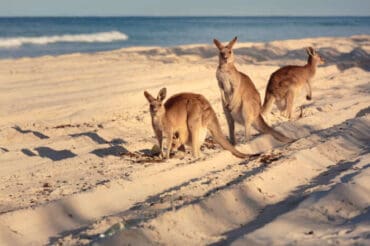 beaches in brisbane queensland australia