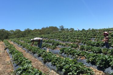 beerenberg farm