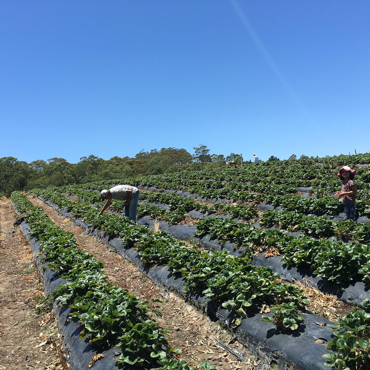 beerenberg farm