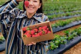 beerenberg strawberry picking