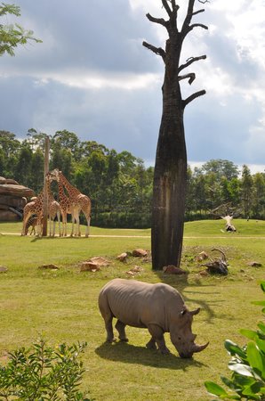 beerwah australia zoo