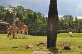 beerwah australia zoo