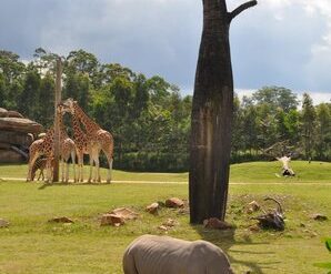 beerwah australia zoo