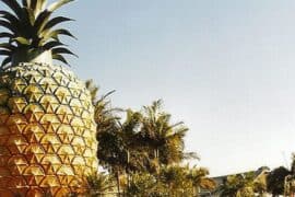 big pineapple australia