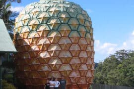 big pineapple queensland