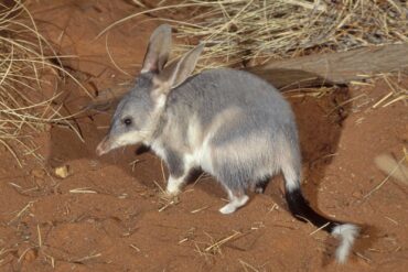 bilbies