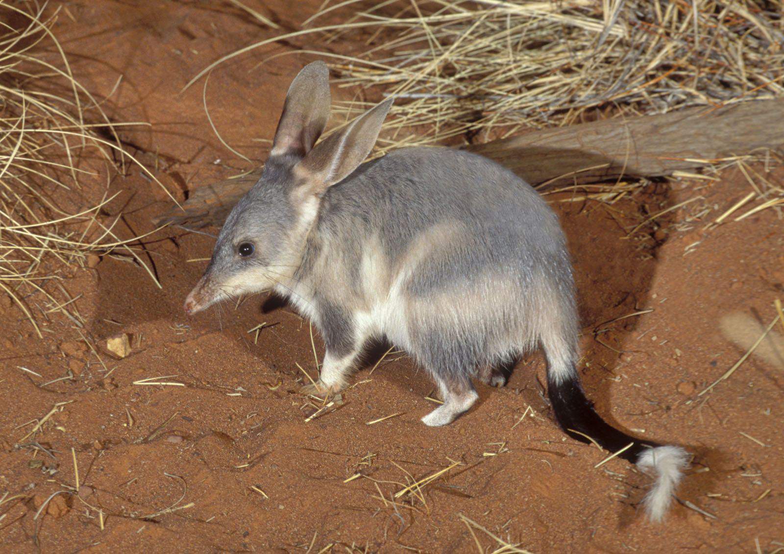 bilbies