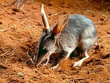 bilby