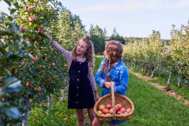 bilpin apple picking sydney