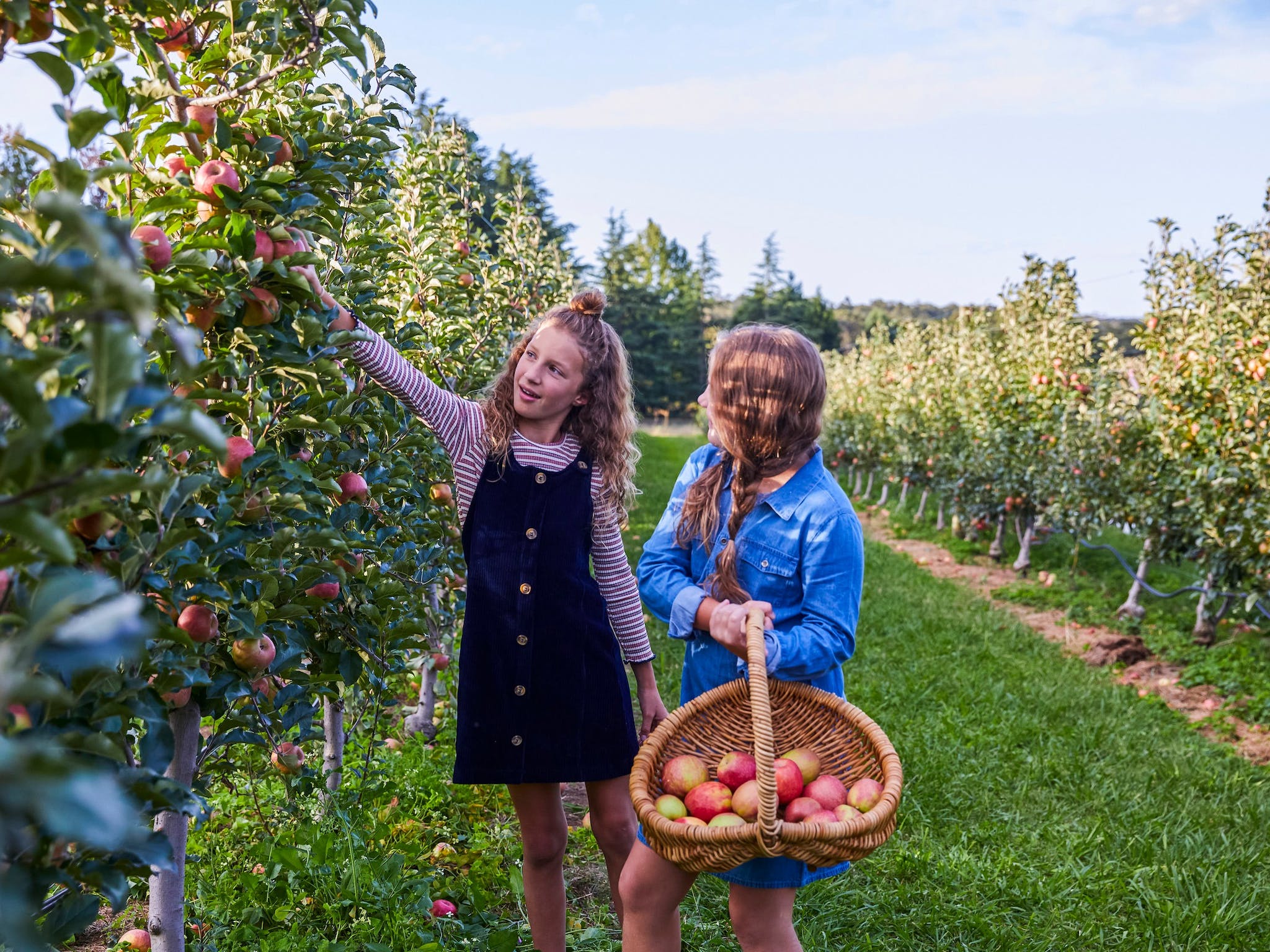 bilpin apple picking sydney