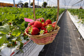 bilpin fruit bowl sydney