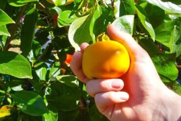 bilpin fruit picking sydney