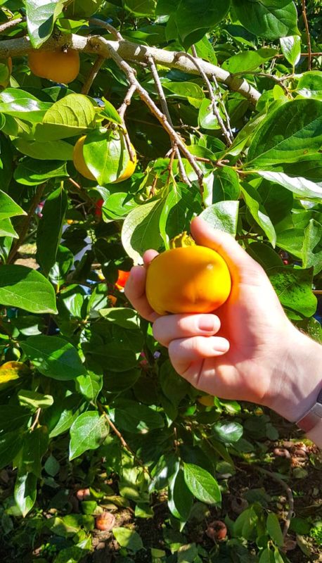 bilpin fruit picking sydney