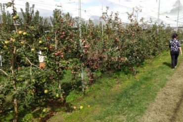 bilpin spring orchard sydney