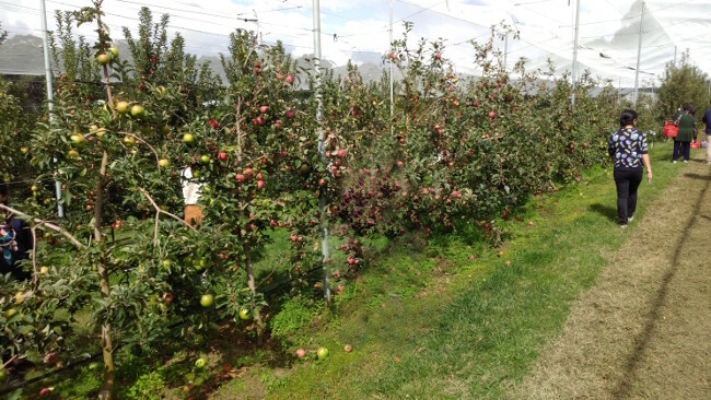 bilpin spring orchard sydney