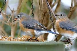 bird feeder birds